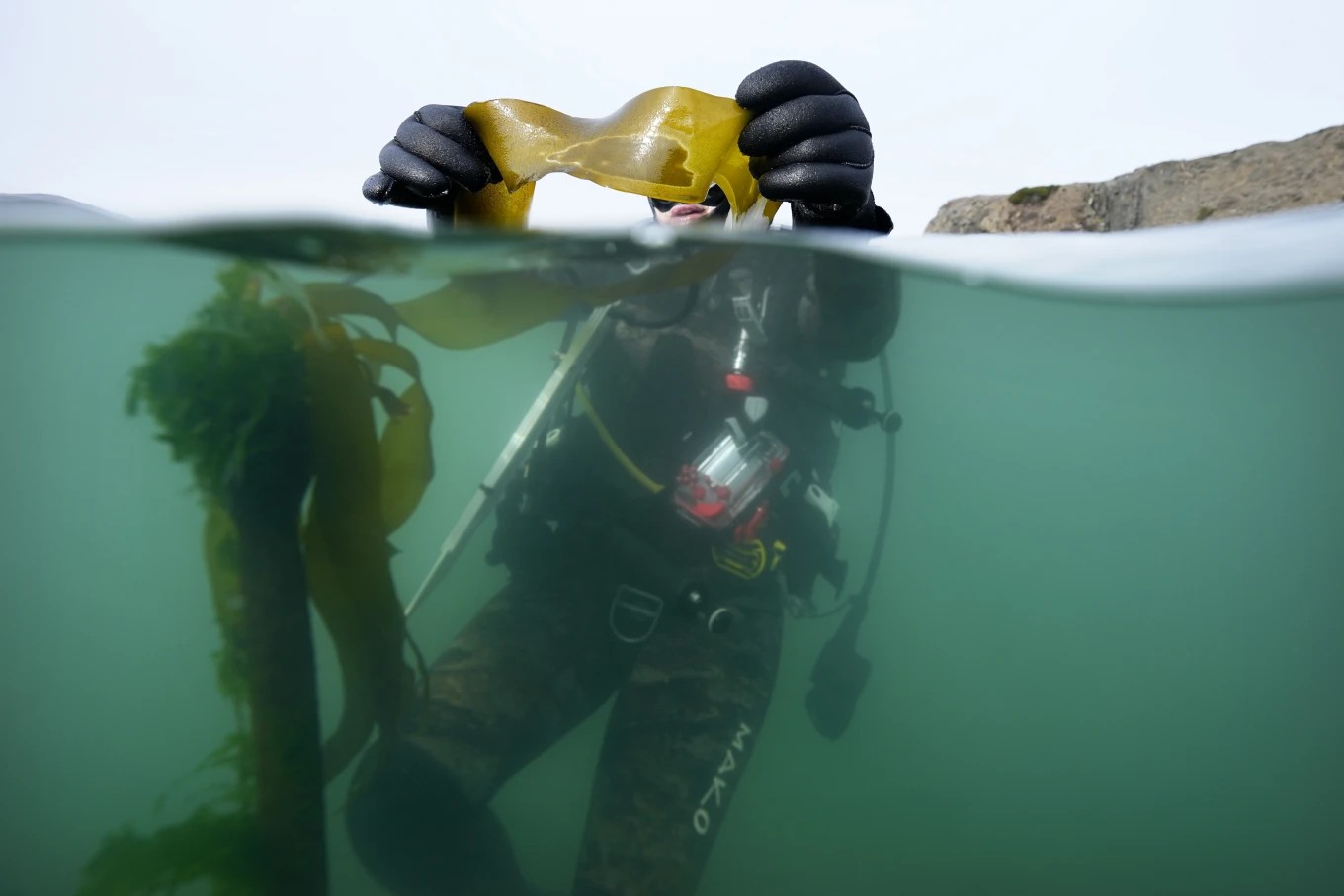 从海胆破碎到实验室种植的海带，拯救加州海带森林的努力显示出希望